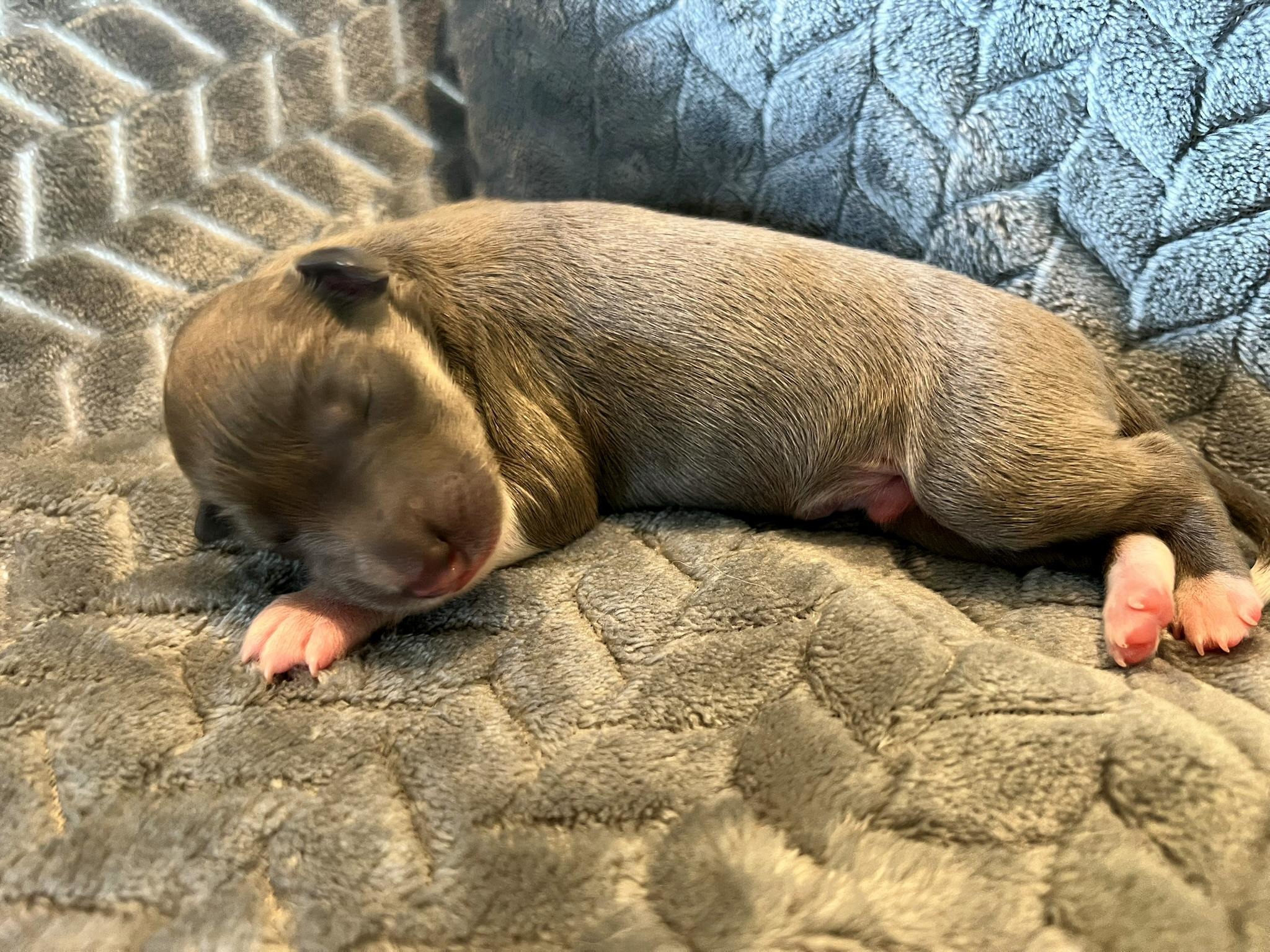Rüde bluefawn