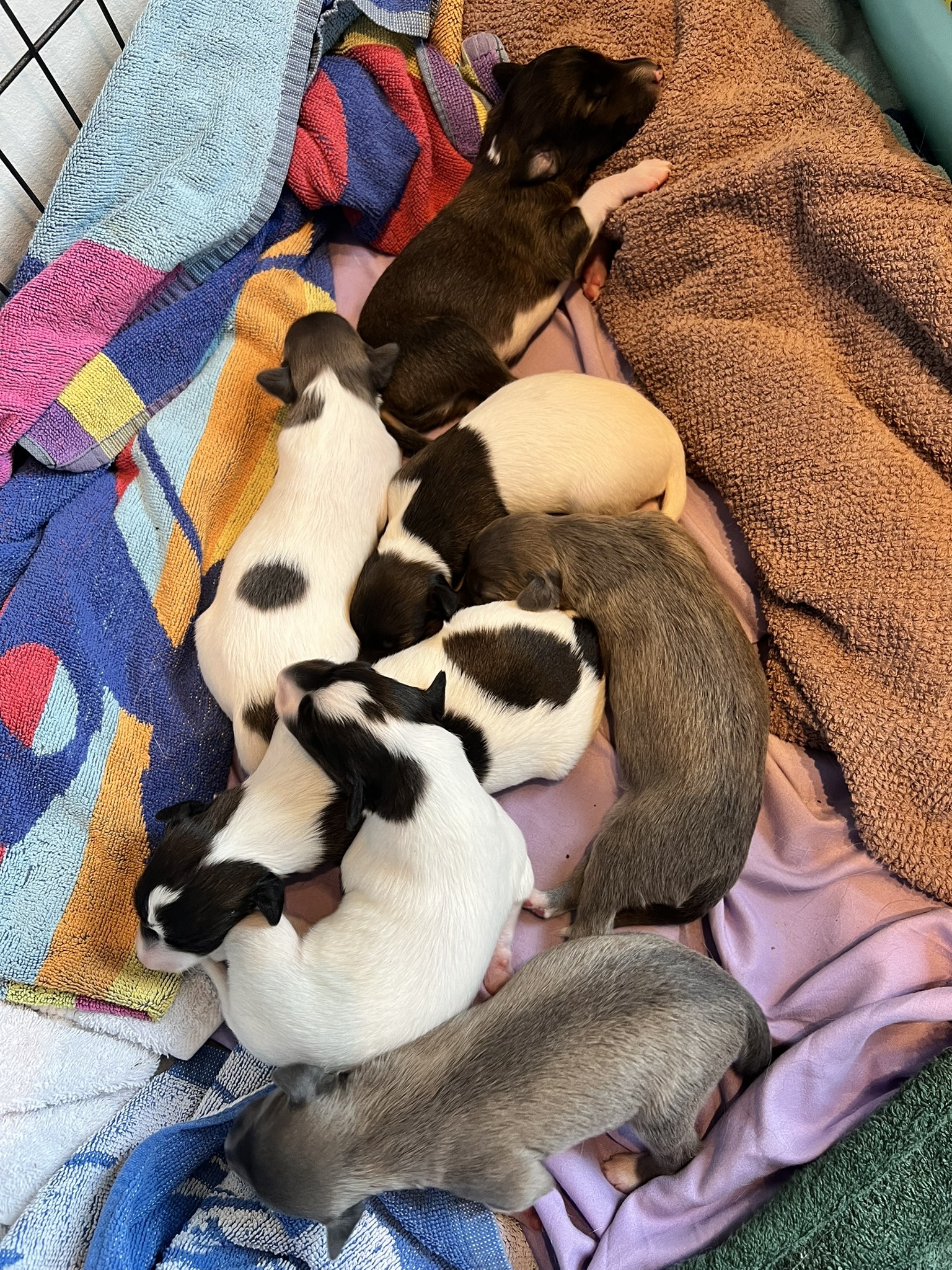 Langhaar Whippets