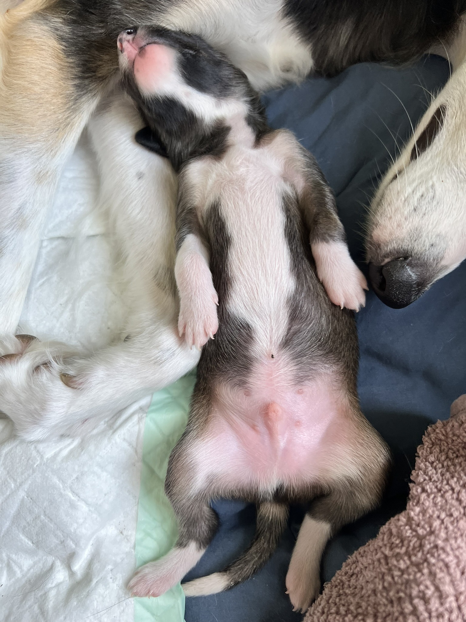 Langhaar Whippet 5