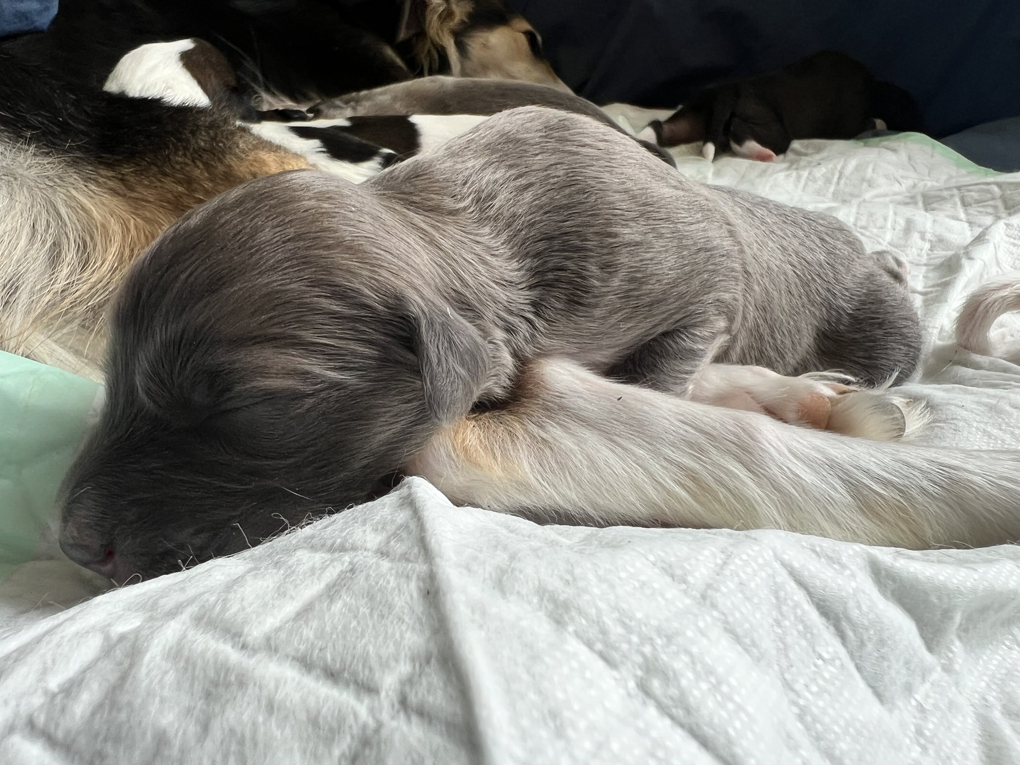 Langhaar Whippets 4