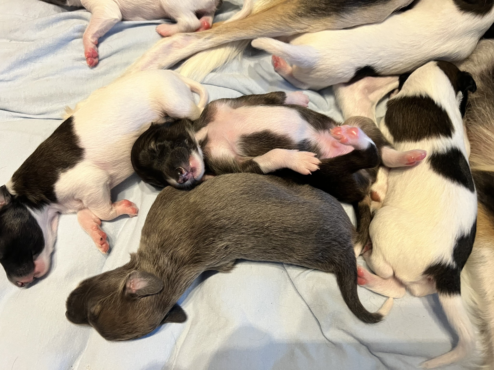 Langhaar Whippet Welpen 3