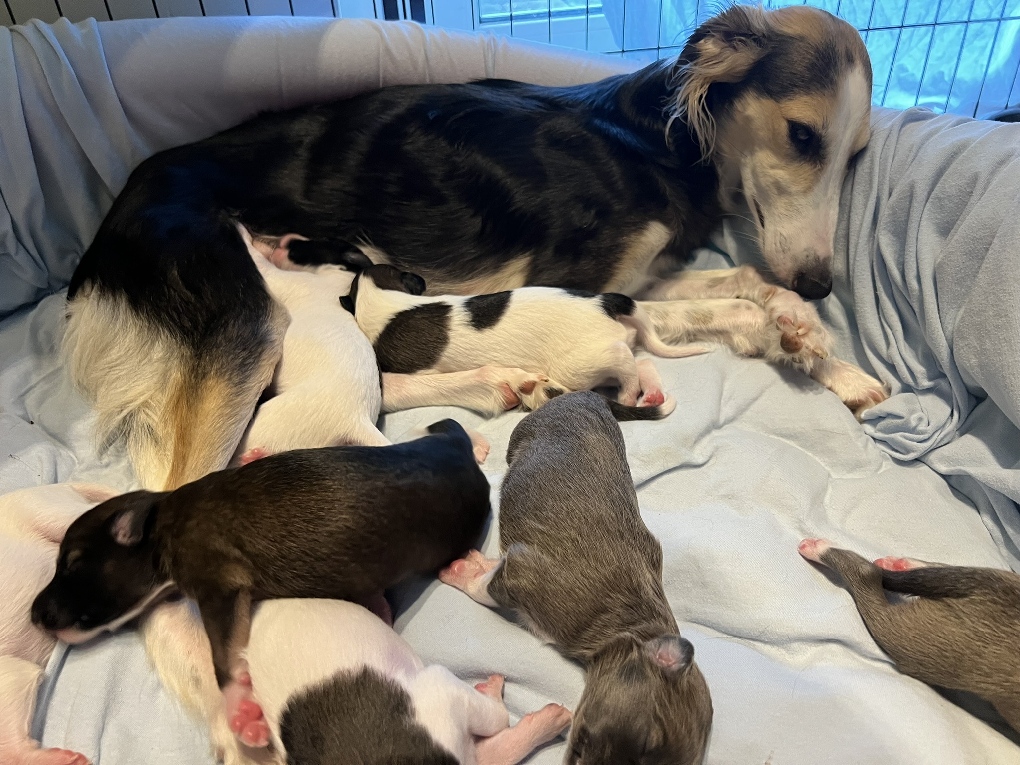 Langhaar Whippet Welpen 4
