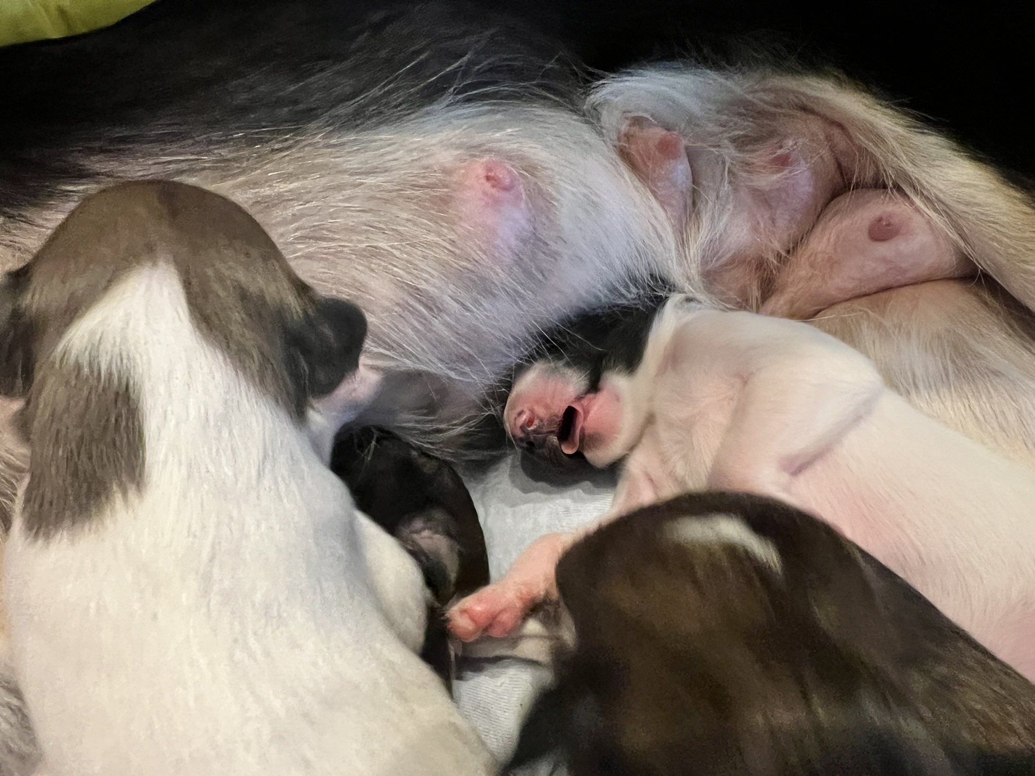 Langhaar Whippet Welpen