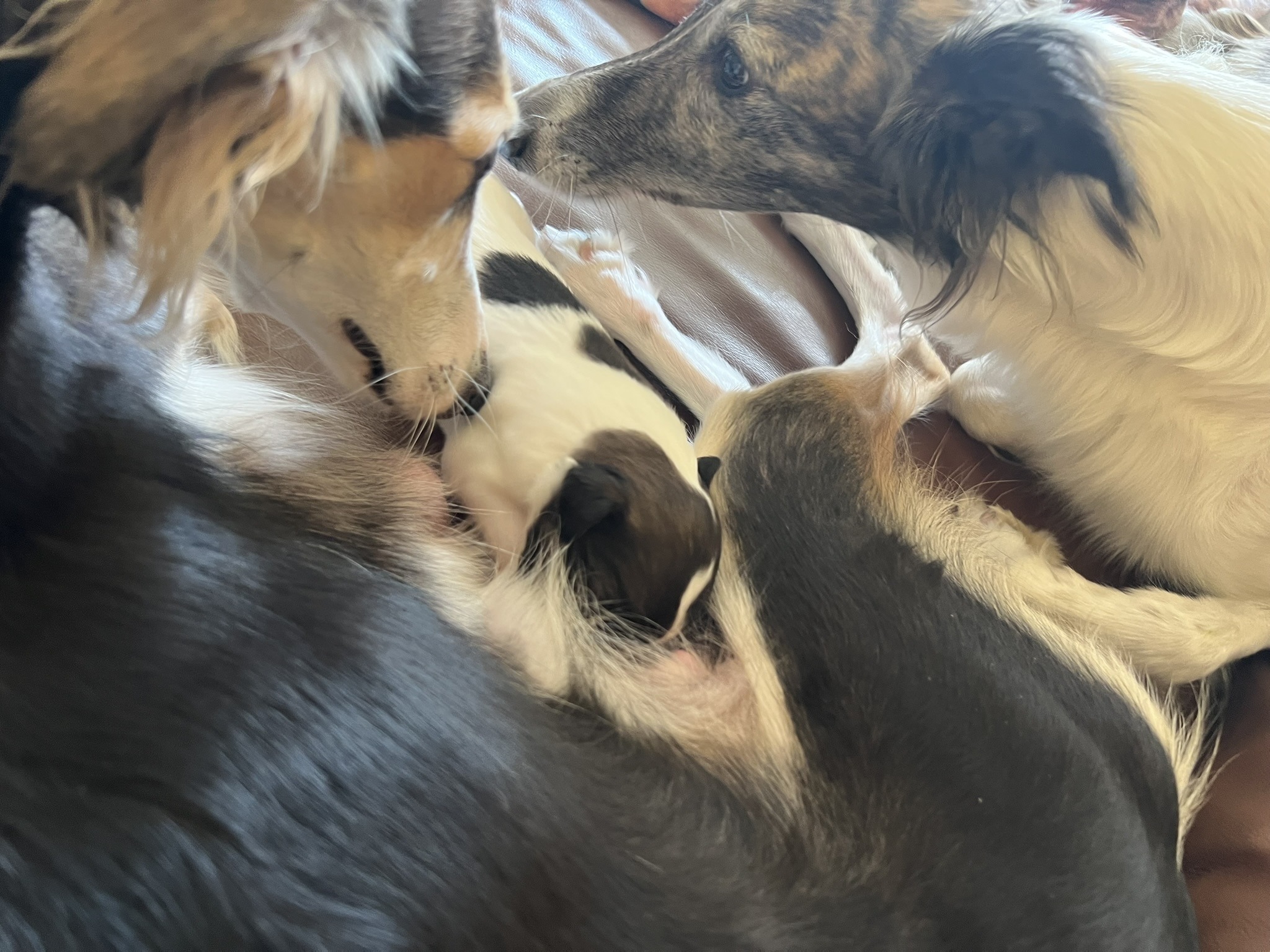 Sydney und Yuzu