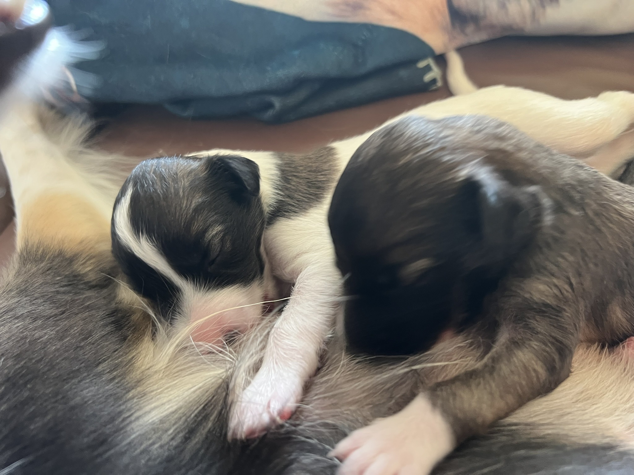 Longhaired Whippet