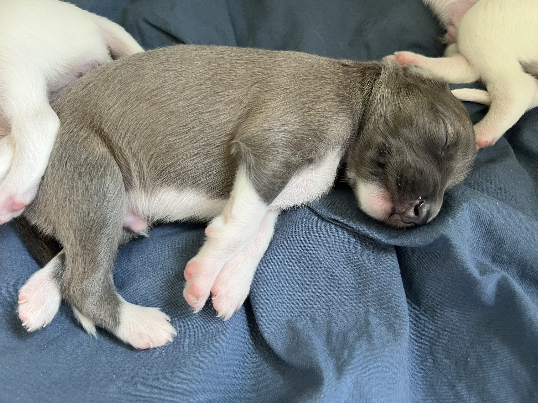 Langhaar Whippet Rüde 3