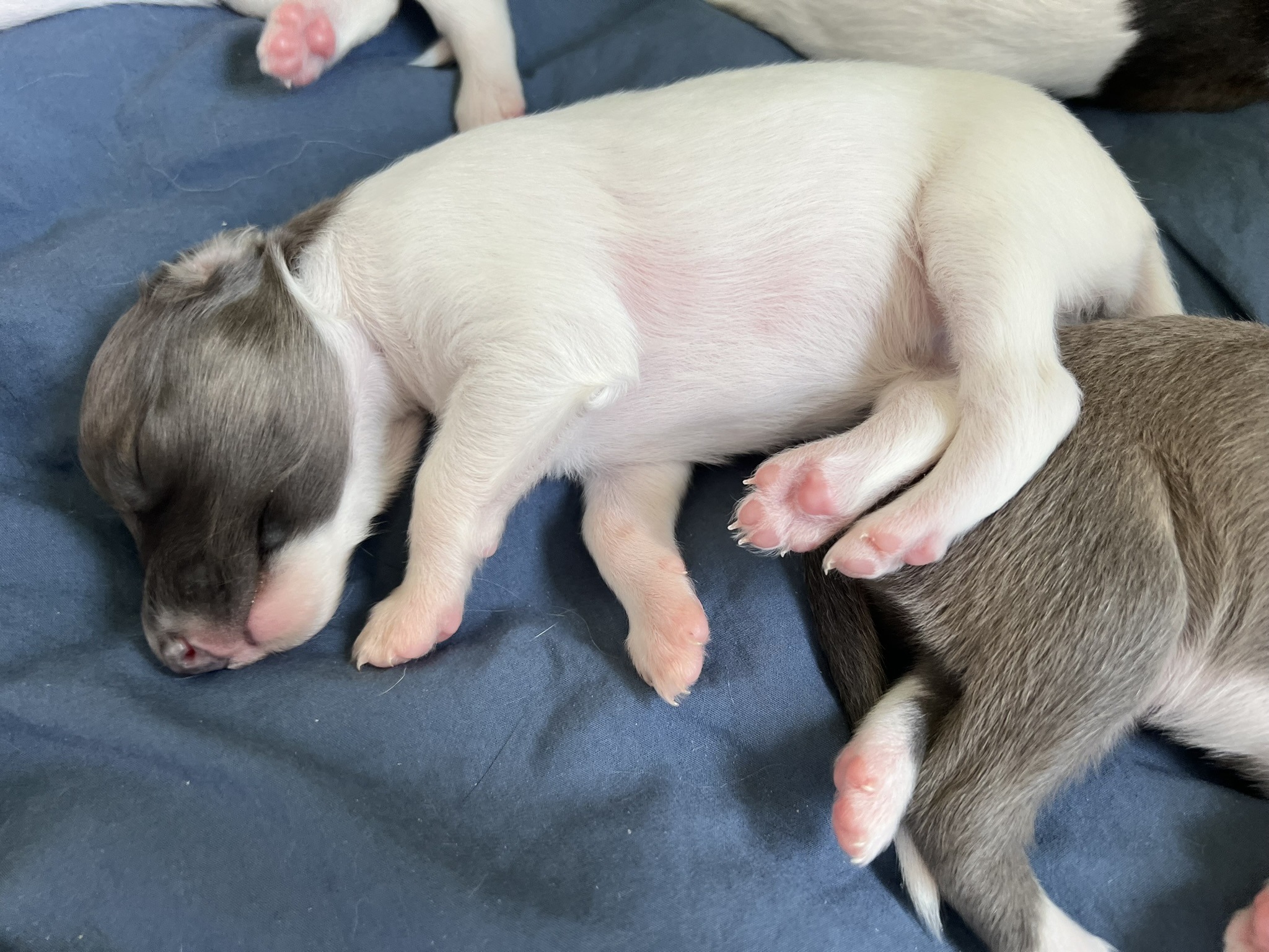 Langhaar Whippet Rüde 2