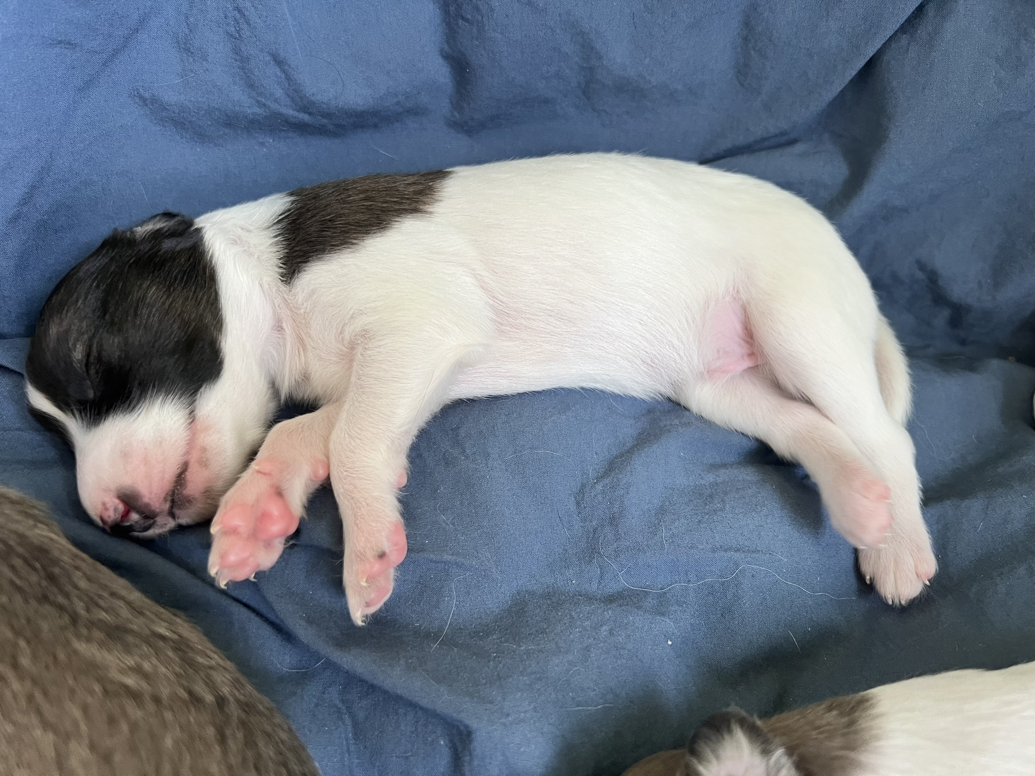 Langhaar Whippet Rüde