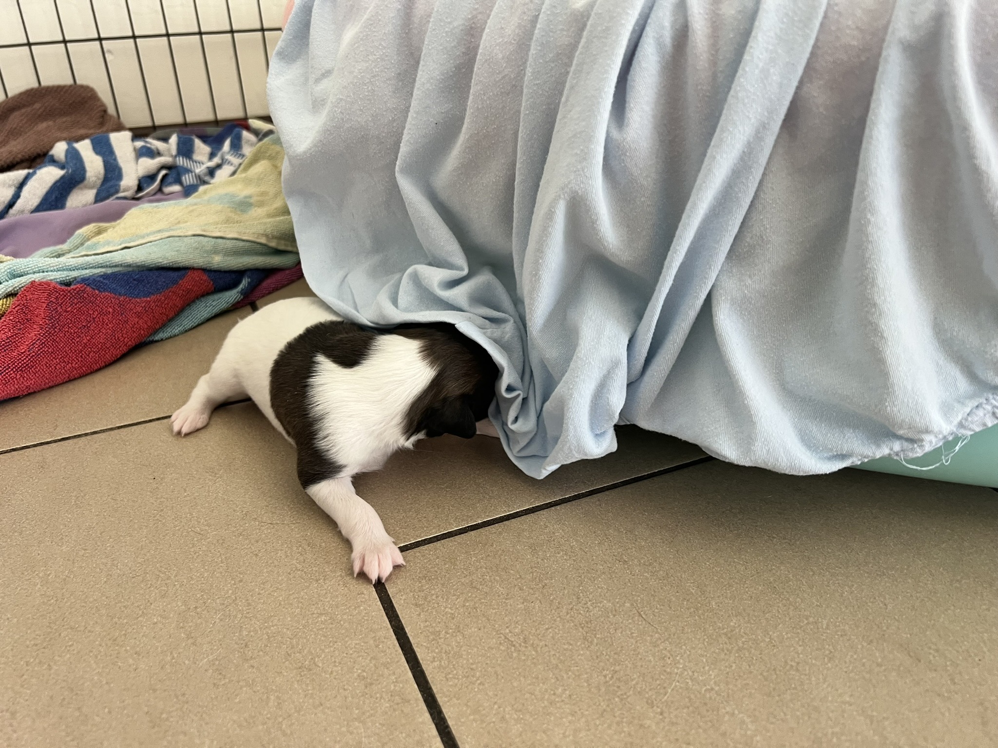Whippet auf der Flucht