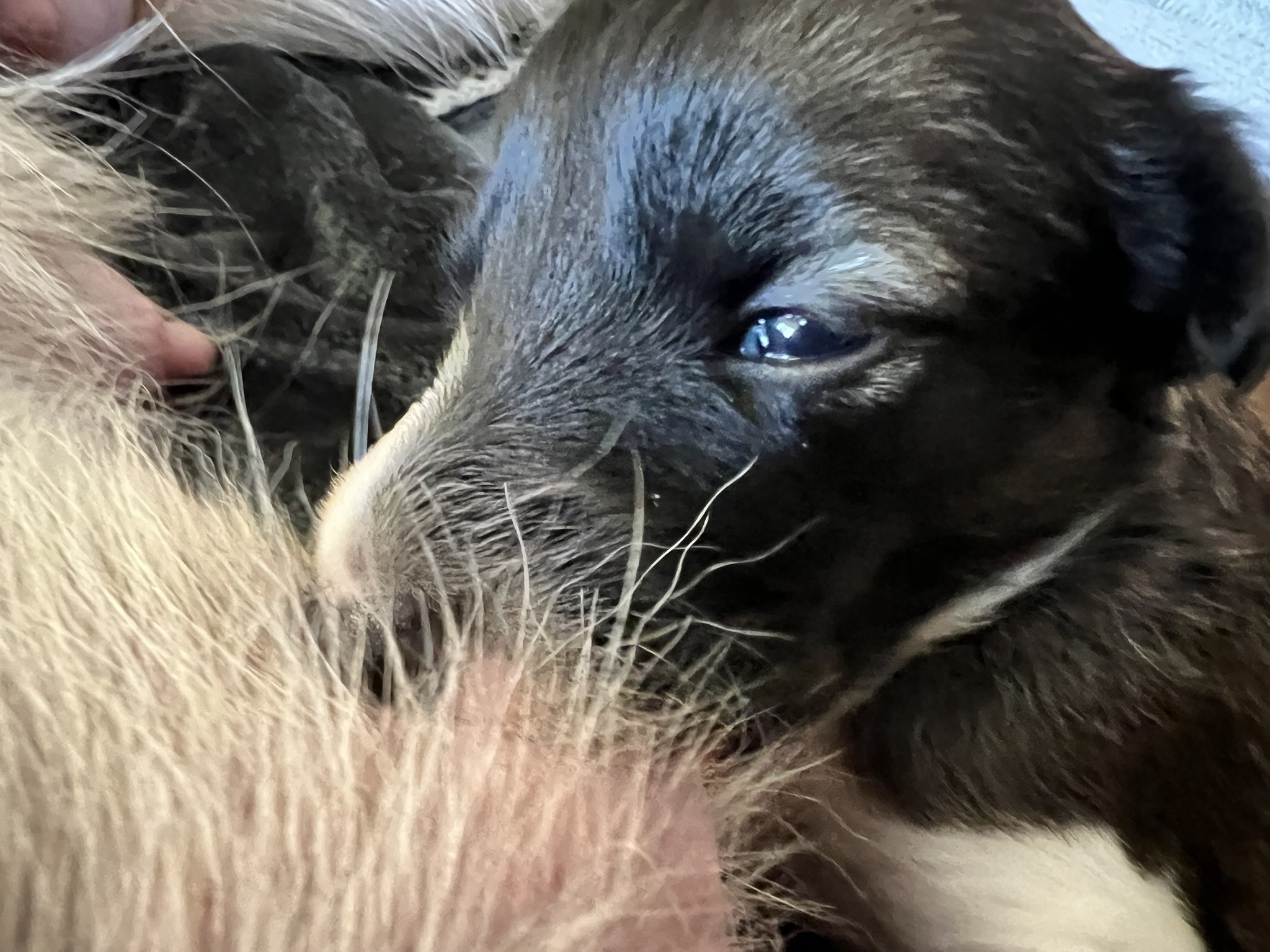 Longhaired Whippet 