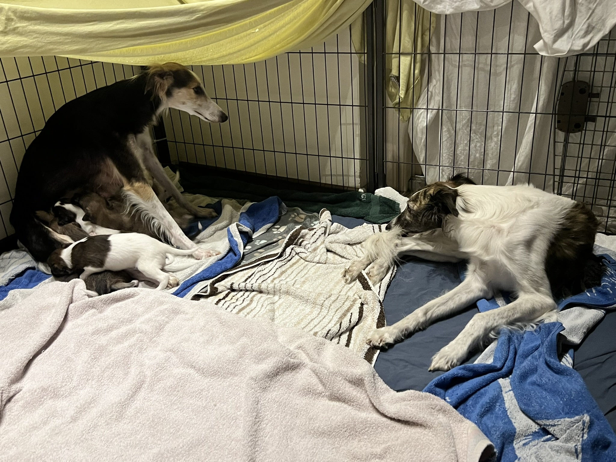 Sydney Longhaired Whippet Langhaar Whippet