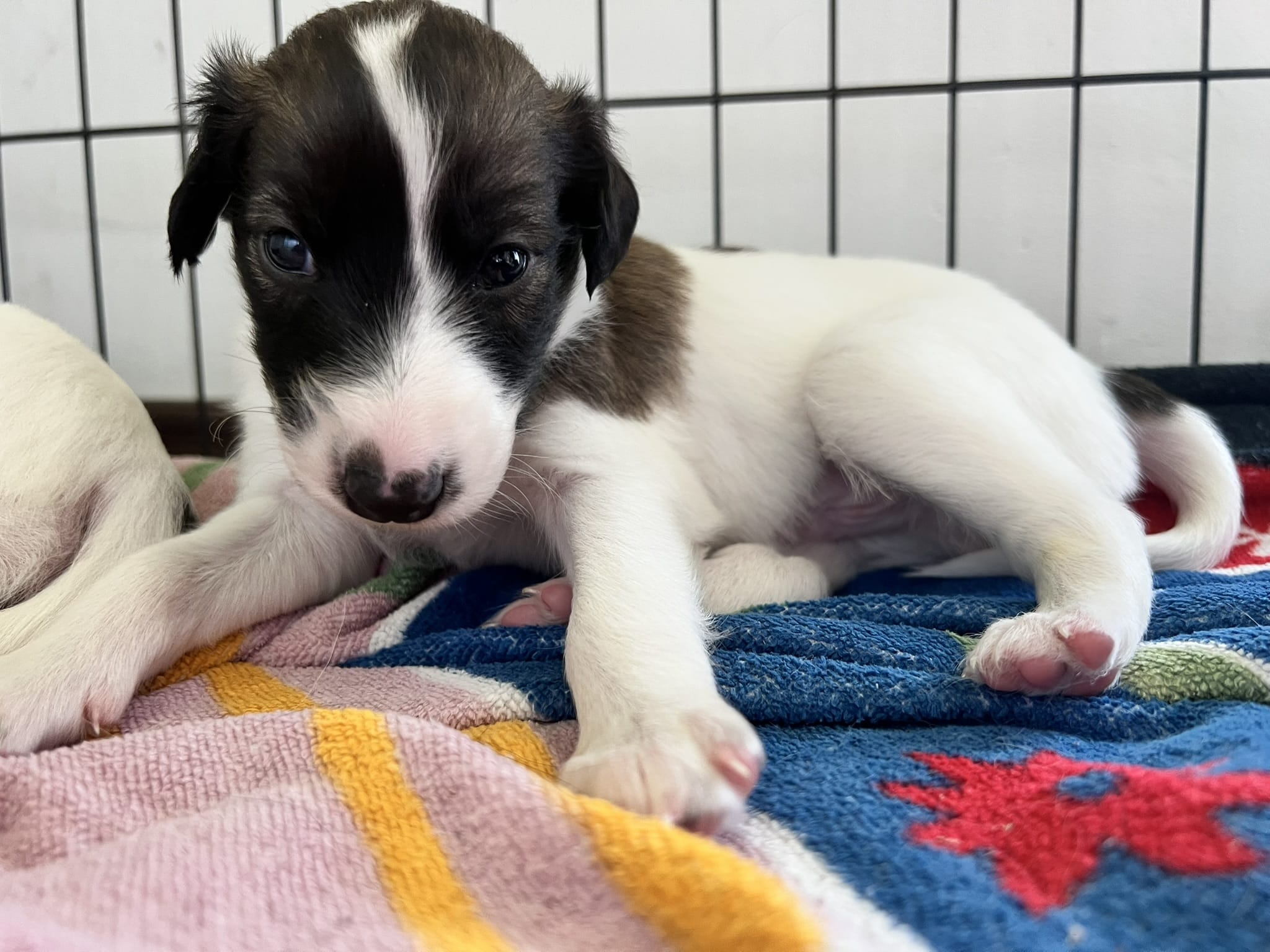 Langhaar Whippet Model