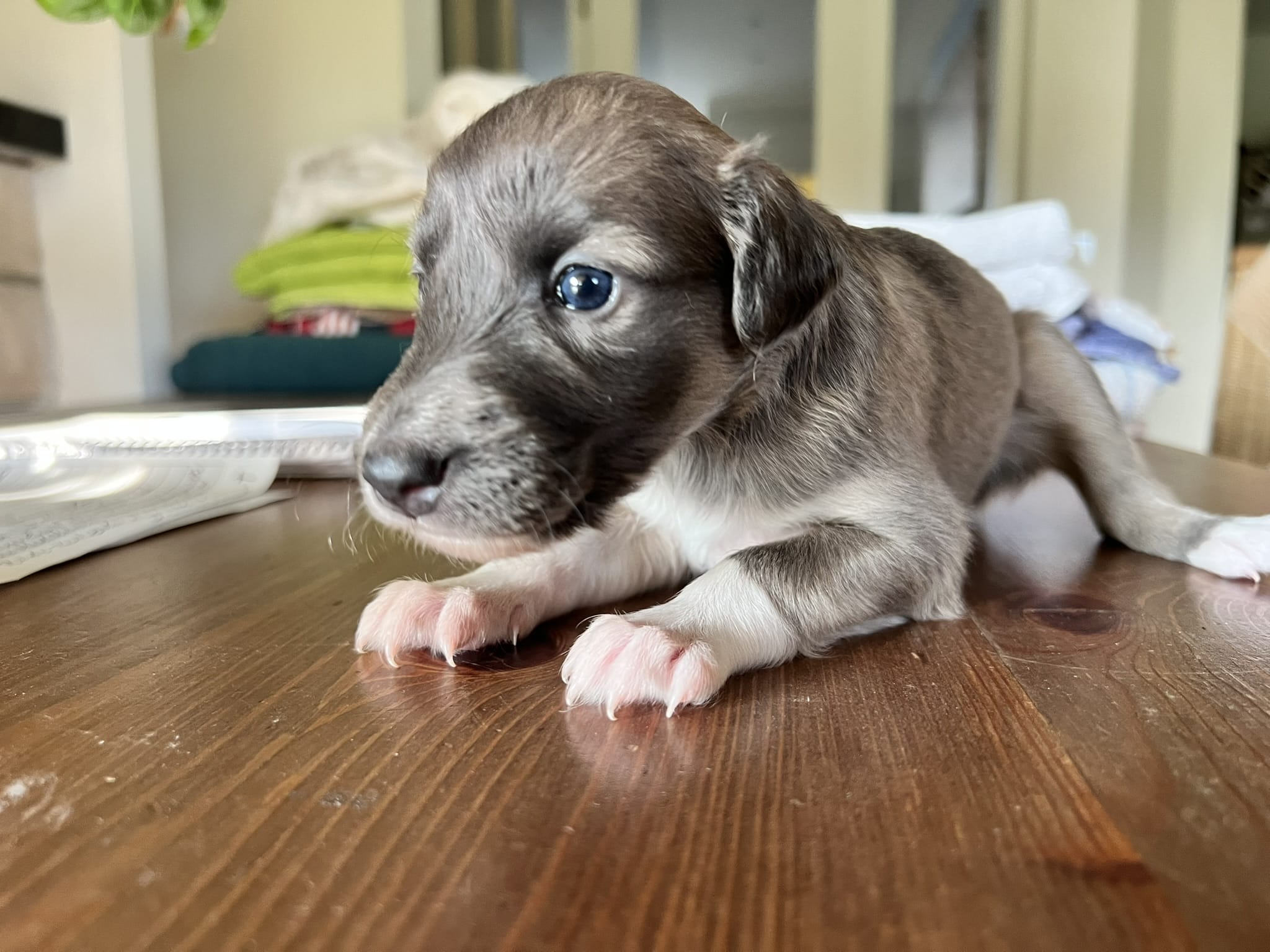Bluefawn longhaired whippet