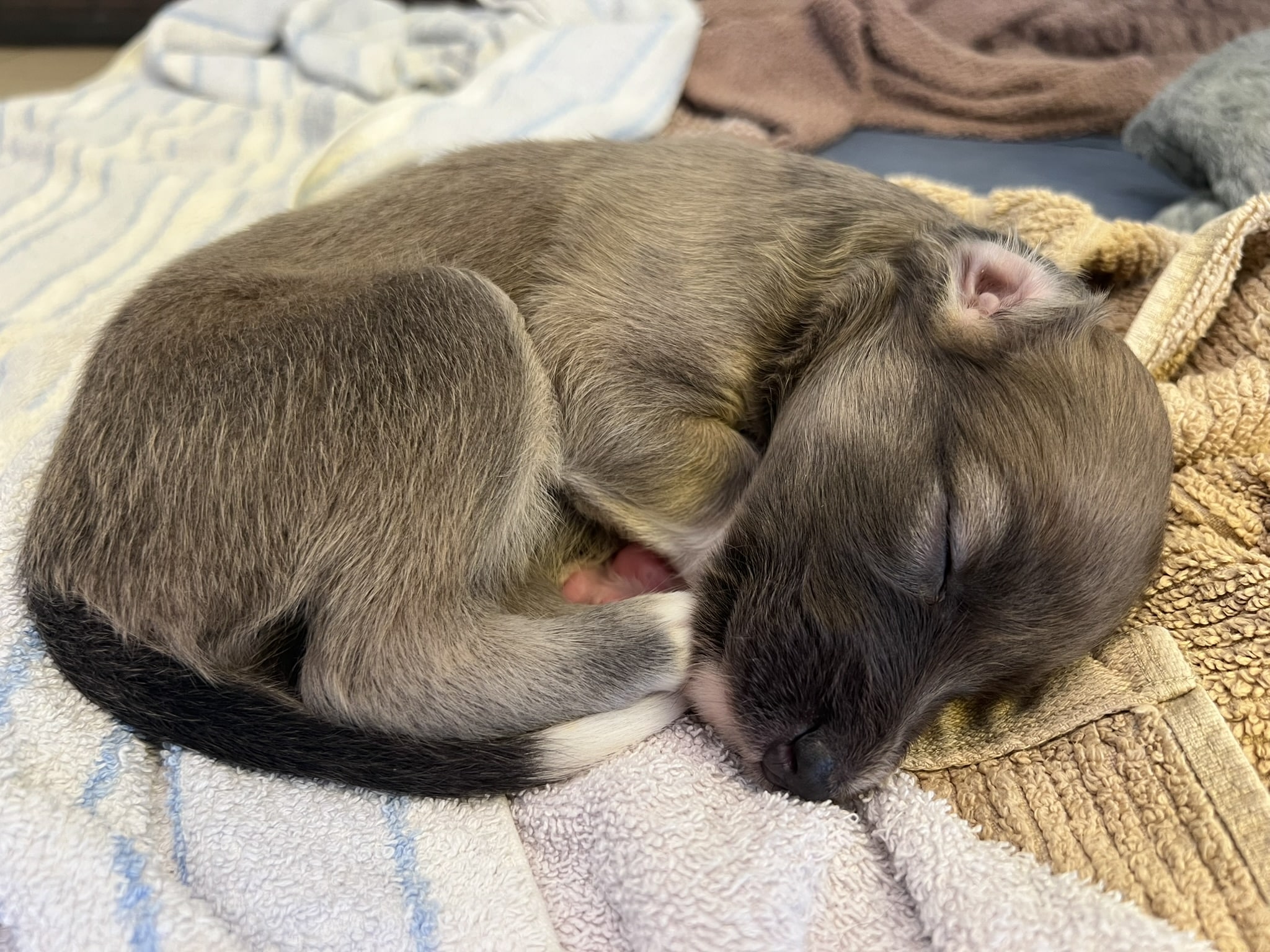 Bluefawn longhaired whippet 2