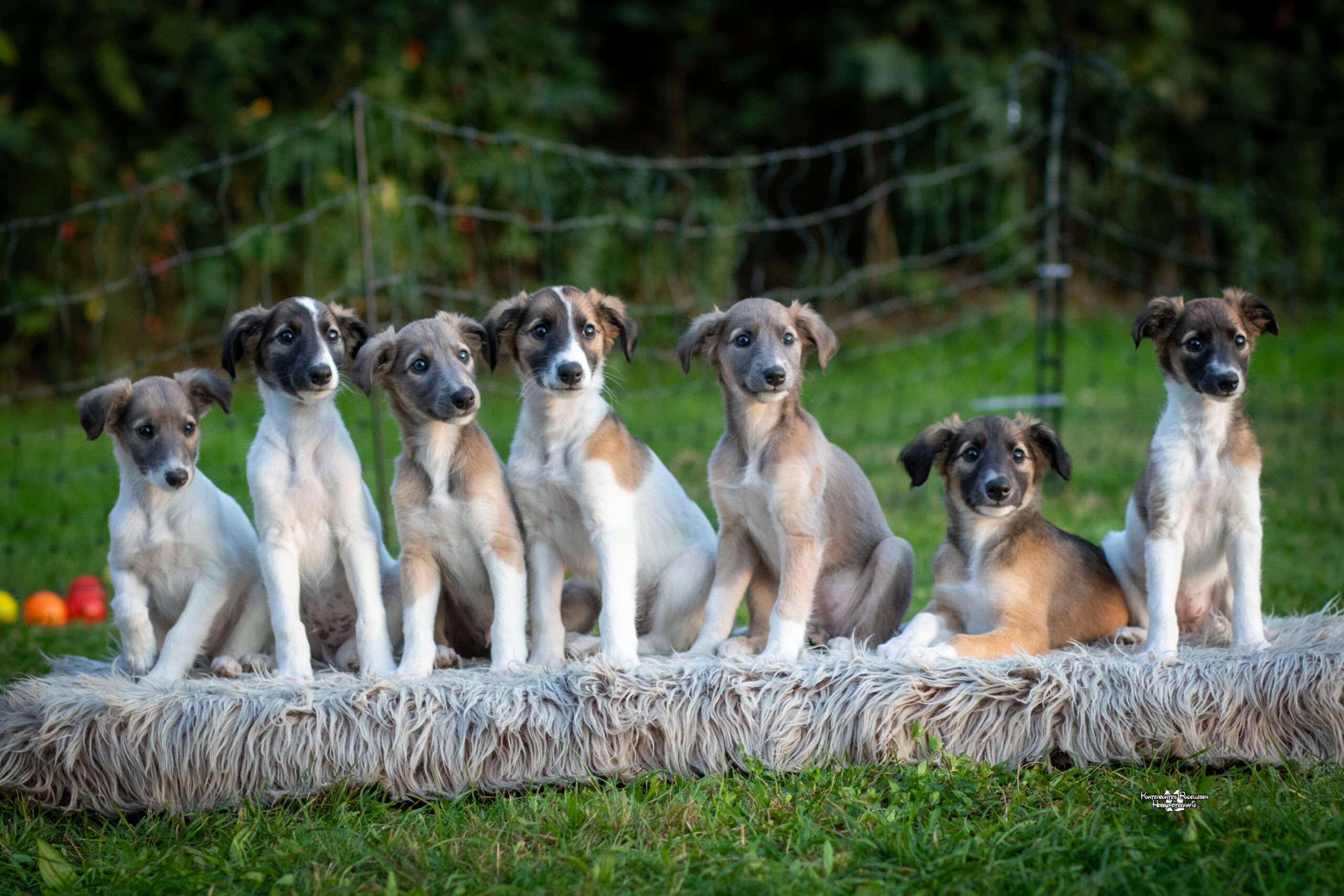 B-Wurf, Enchanting Paws Münster, Langhaar Whippets, ähnlich Silken Windsprite B-Wurf, Enchanting Paws Münster, Langhaar Whippets, ähnlich Silken Windsprite