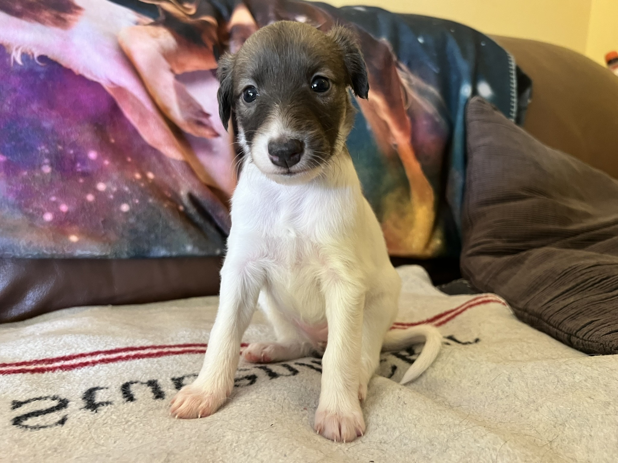 Langhaar Whippet Welpen