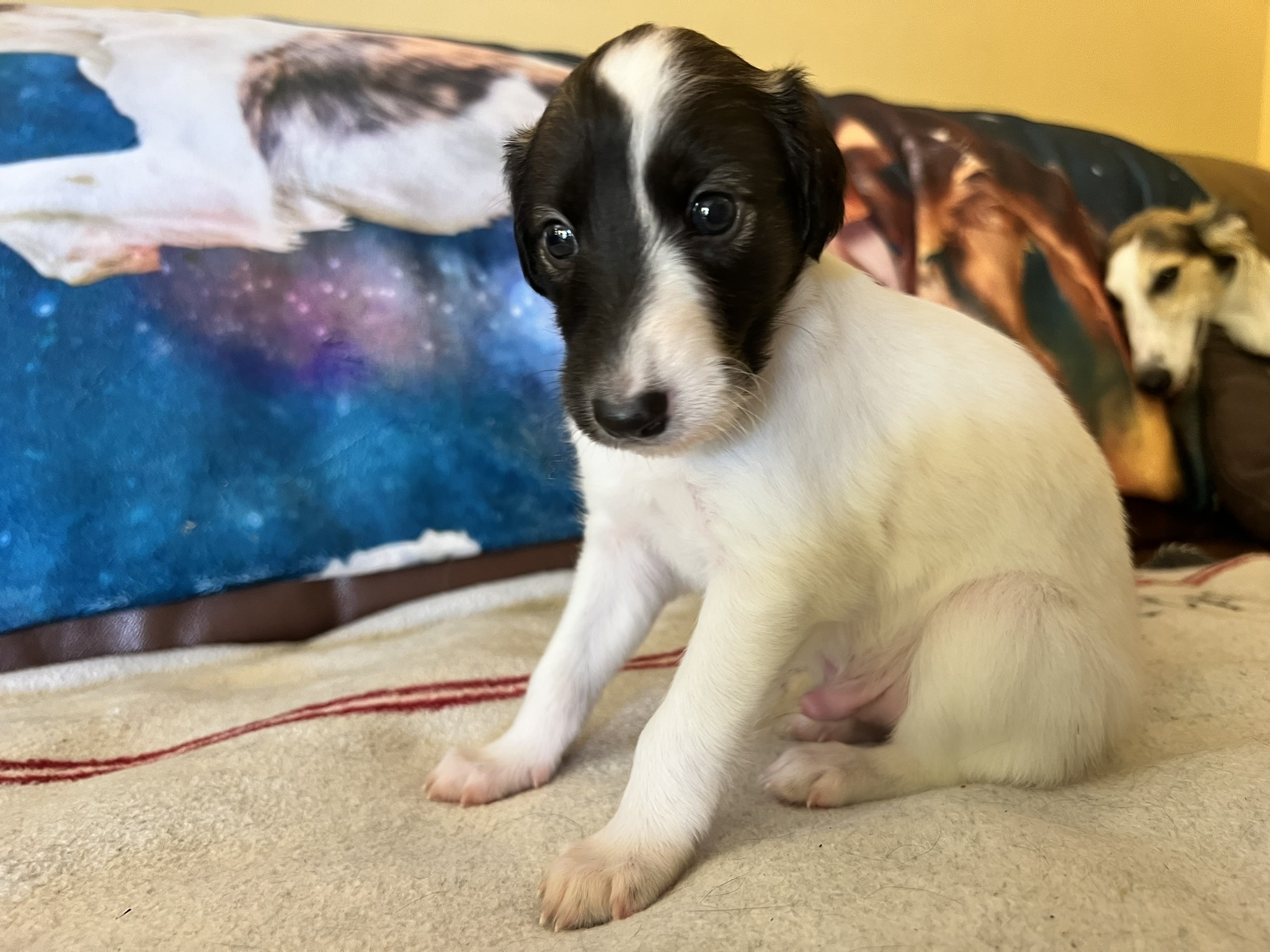 Ito Langhaar Whippet