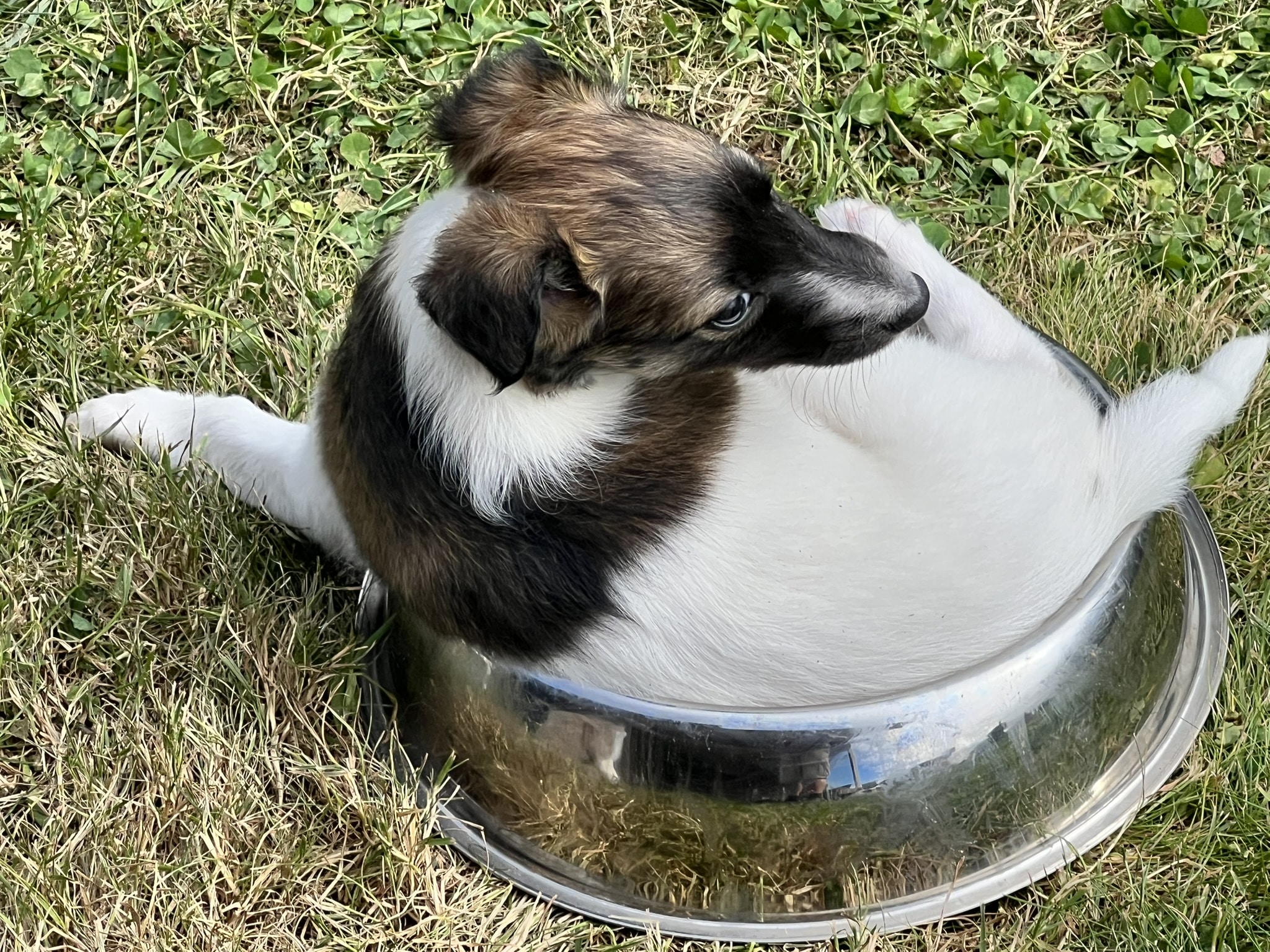 Lumi von Enchanting Paws