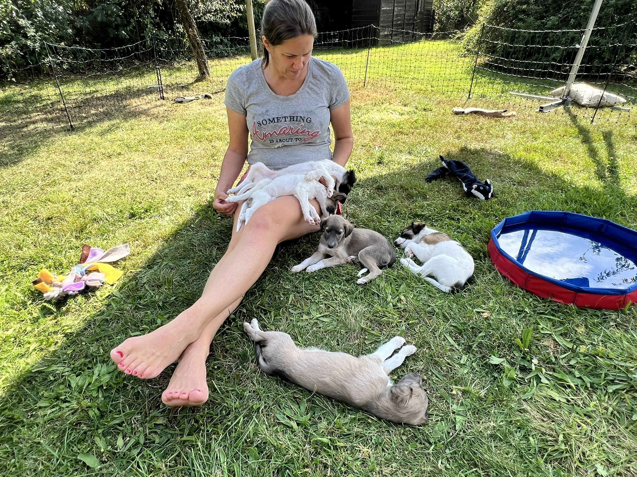 Whippets im Garten