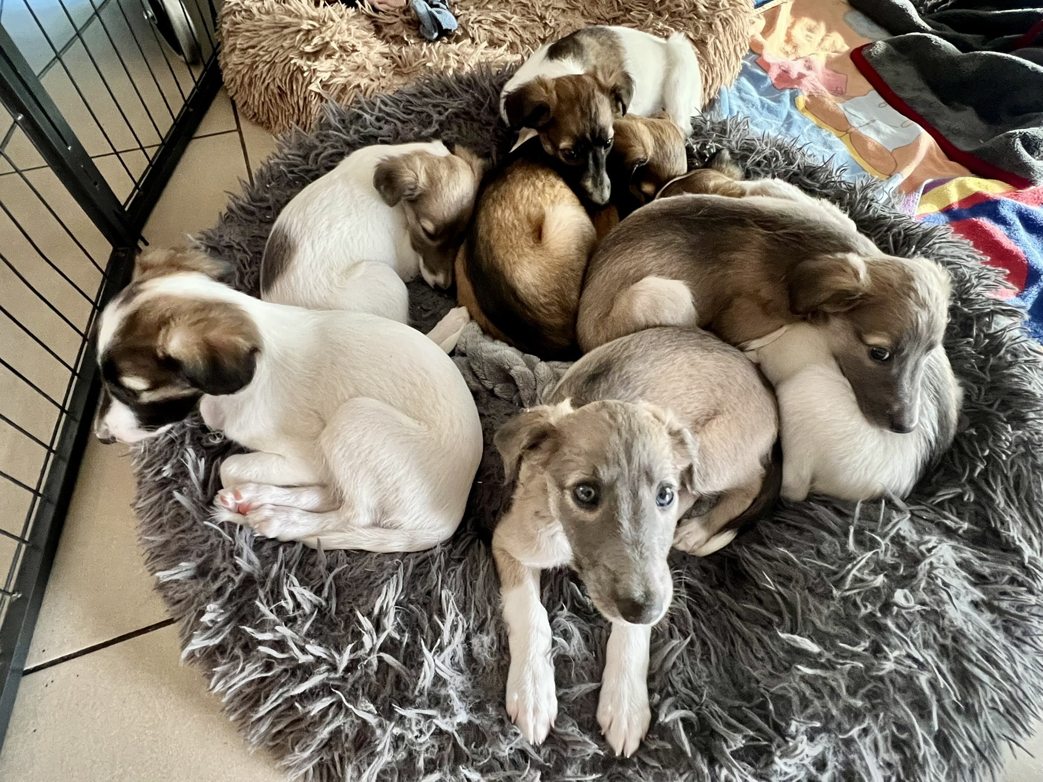 Whippet Donut Enchanting Paws