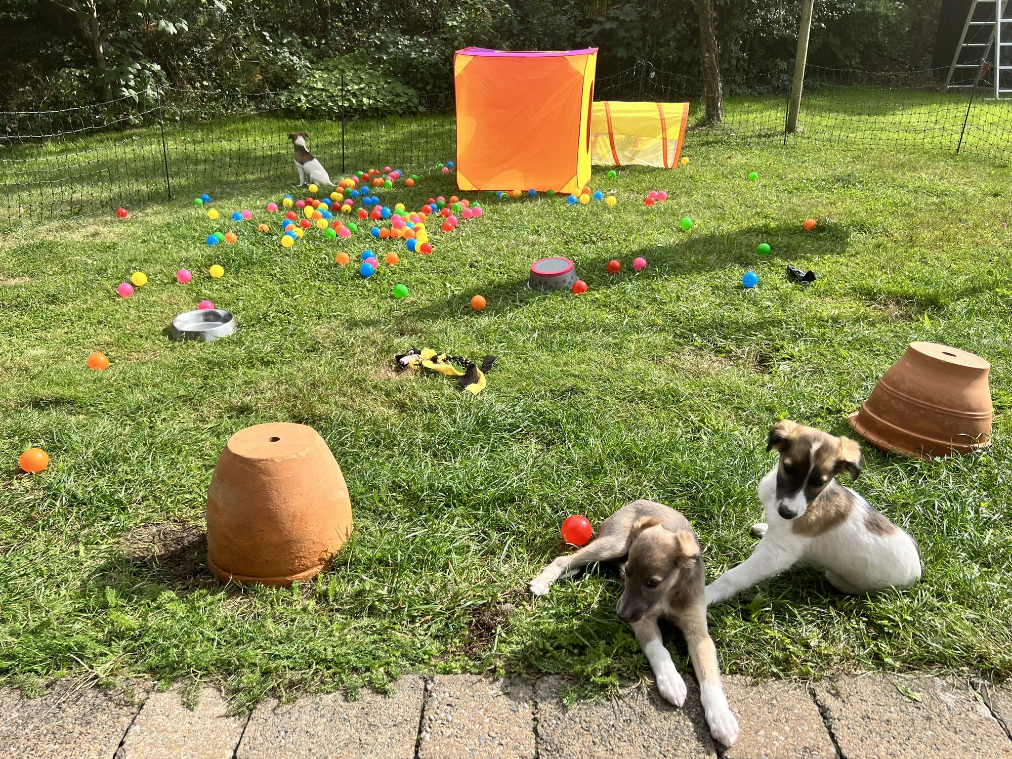 Chaos im Garten